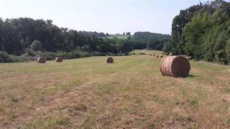 Partez Chasser Le Brocard à Lapproche Dans Les Landes Avec Dhd Laika