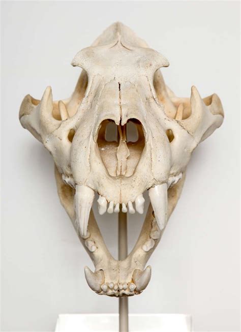 Картинки по запросу Tiger Skull Tiger Skull Skull Animal Skulls
