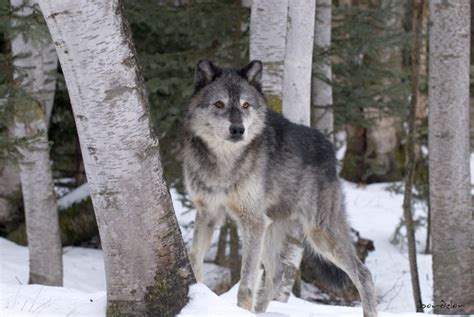 Joey Bordelon Photography North American Wolf North American Wolf