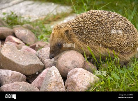 Hedgehog In A Garden Stock Photo Alamy