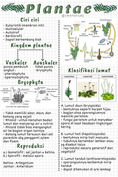 Materi Plantae Kelas 10 Homecare24
