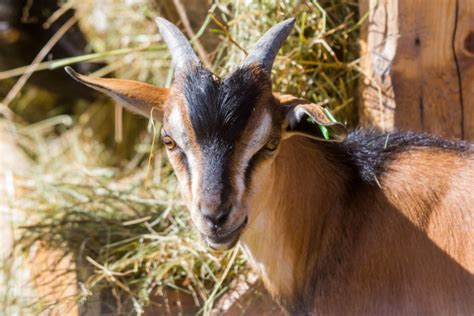 Sable Goat Breed Traits Health And Feeding The Happy Chicken Coop