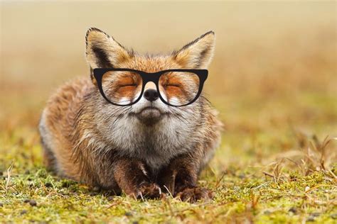 Glasses On Foxes Furry Amino