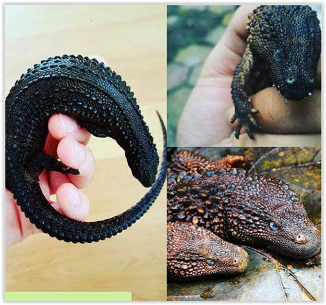 The Earless Monitor Lizard They Are Absolutely Stunning Semi Aquatic