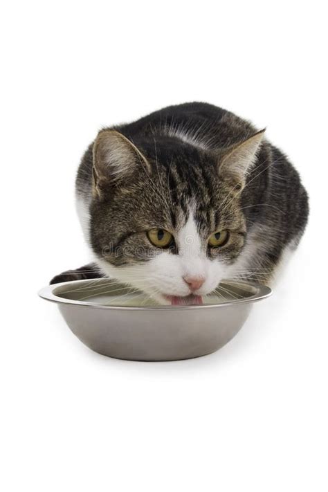 Cat With Bowl Milk Stock Image Image Of Friendly Hungry 7459855