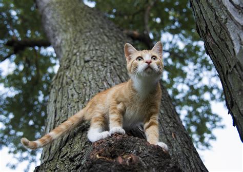 Most of our choices for best cheap cat food won't cost consumers more than 30 cents an ounce, and even our pricier picks won't take too large of a bite out of more indulgent owners' wallets. How to Keep Your Outdoor Cats Safe and Healthy - Wildernesscat