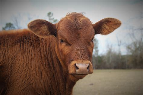 Free Images Wildlife Cow Pasture Fauna Calf Close Up Bull