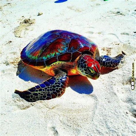 Log In Or Sign Up To View Animals Beautiful Turtle Beautiful Sea