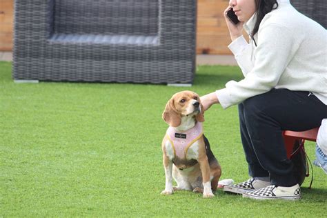 The Benefits of Regular Exercise for Dogs: Why Your Pup Needs a Dog