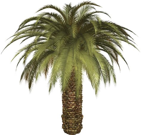 Palm Tree Png Transparent Image Download Size 1600x1542px