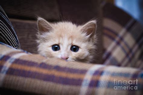 Scared Kitten Hiding At Home Photograph By Khamidulin Sergey