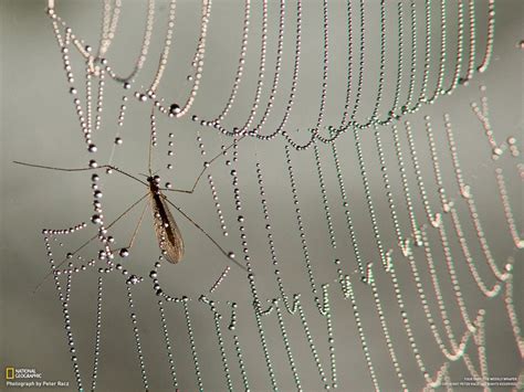 Mosquito Caught In Dew Covered Spider Web Photo By Peter Racz Spider