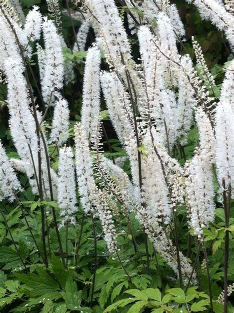 Bugbane Actaea Racemosa An Excellent Tall Perennial For The Back Of