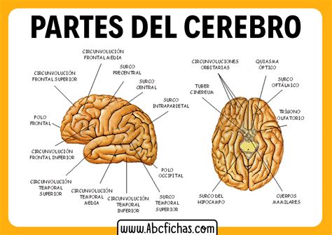 Partes Del Cerebro ABC Fichas