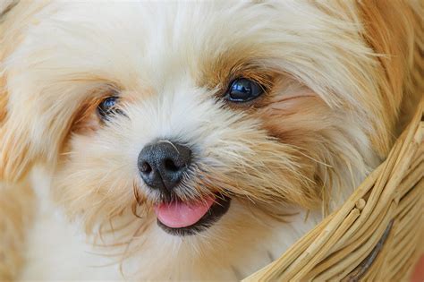 Cute Small Dog Breeds The Cutest Small Dogs