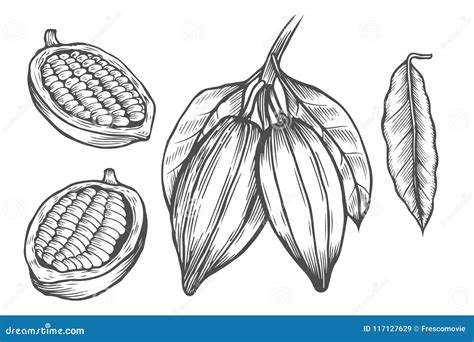 Sistema Del Dibujo Del Cacao Ilustración Del Vector Ilustración De