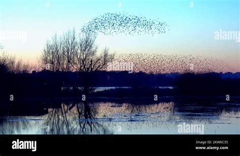 Starlings Phenomenon Stock Videos And Footage Hd And 4k Video Clips Alamy