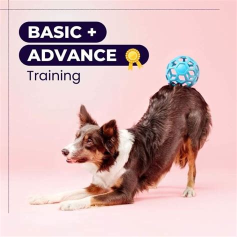 Monkoodog Veterinary Dog Training Pet Grooming
