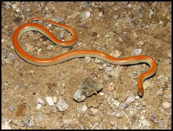 The western ground snake (sonora semiannulata) is a species of small, harmless colubrid snake. Non-venomous snakes you may find in the desert Southwest