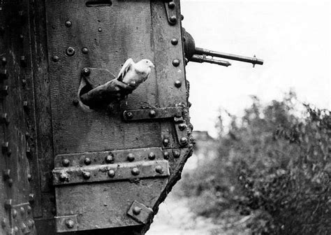 30 Surreal Historical Photos Of Military Animals In Action