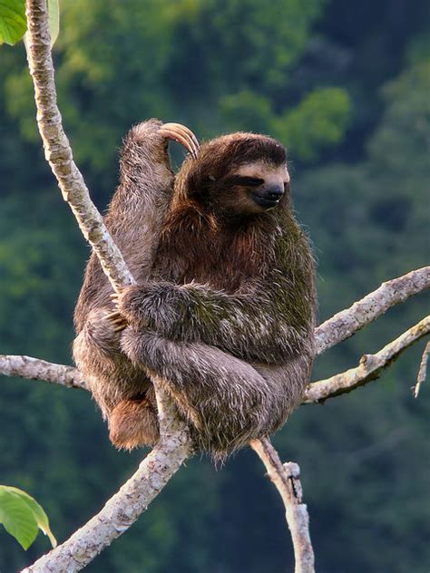 Sloth Facts Brown Throated Three Toed Sloth