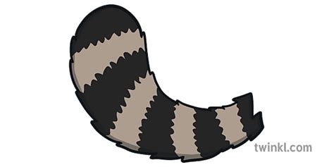 Raccoon Tail Illustration Twinkl