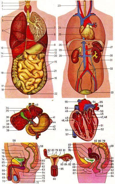 The shape and size of many of these organs naturally vary from. Anatomy human. | Human body anatomy, Basic anatomy ...