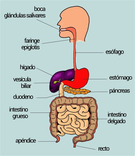 Nutrición Consejos Y Dietas Para Una Alimentación Sana