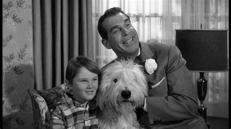 Top 8 shaggy dog breeds households prepping for a new pet are likely to consider many different factors about a breed before deciding which one to bring home. Happyotter: THE SHAGGY DOG (1959)