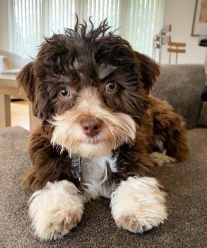 Havanese Dog Facts 10 Amazing Things You Should Know Havanese