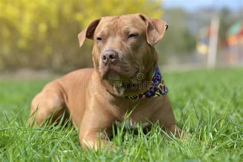 Brown American Pit Bull Terrier Lying Stock Image Image Of Laying