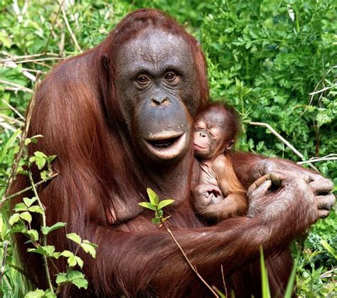 Insanely Cute Pictures Of A Baby Orangutan And Her Mom