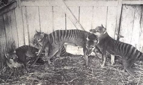 Secrets From Beyond Extinction The Tasmanian Tiger Museums Victoria