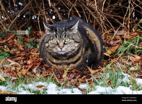 Outdoor Cat Activity Hi Res Stock Photography And Images Alamy