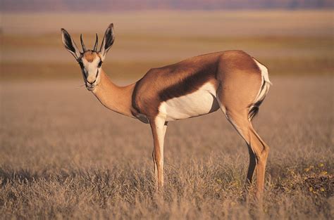 Antelope Wallpapers Images Photos Pictures Backgrounds