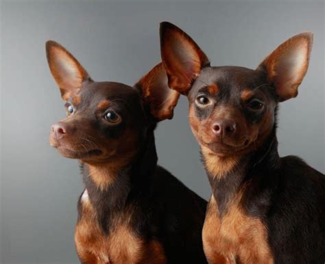 Two Small Brown Dogs Standing Next To Each Other On A Gray Background