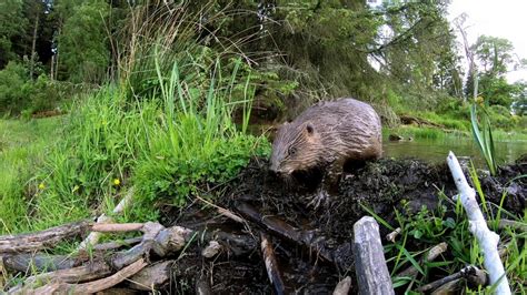 Beavers Biodiversity And Climate Resilience In The Great Lakes