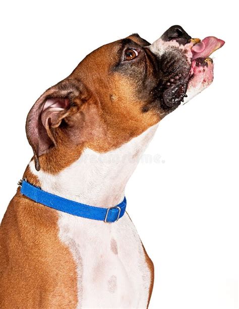 Boxer Dog Sticking Tongue Out With Peanut Butter Stock Image Image Of