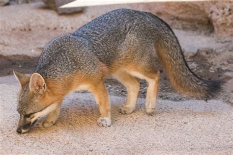 2015 06 01 Arizona Sonora Desert Museum 066 Gray Fox Garys42 Flickr