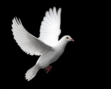 White Dove Wallpaper Christian Wallpapers And Backgrounds