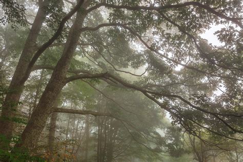 Misty Forest Branchscape By Somadjinn On Deviantart