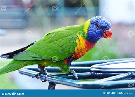 Close Up Beautiful Colorful Australian Native Bird Rainbow Lorikeet