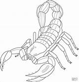 Coloring Scorpion Scorpio sketch template
