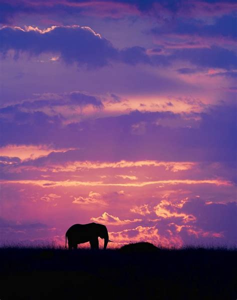 Masai Mara Elephant Silhouette African Sunset Nature Tour