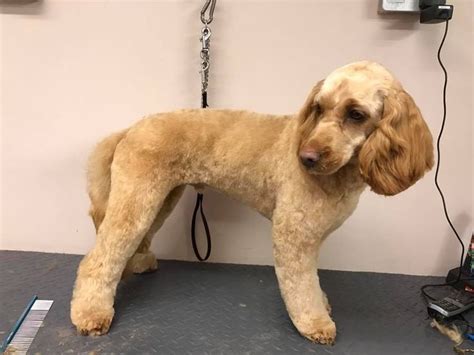 Cockapoo With A Shaved Face Groomer Cheryl Howard Yorkshire Terrier