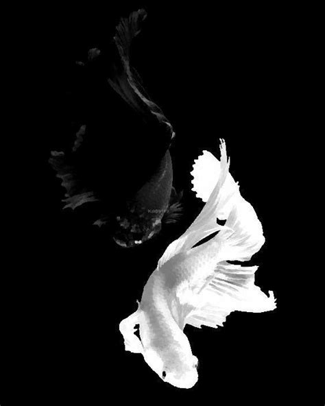 Two Black And White Birds Flying In The Dark Sky With Their Wings