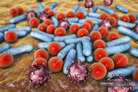 Various Microbes Of Different Shapes — Microorganism Microbiology