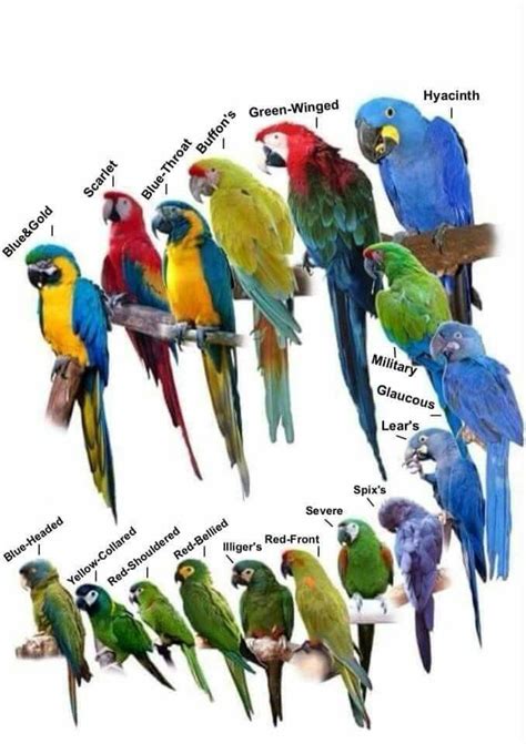 Types Of Parrots Beautiful Birds Birds Parrot Beautiful Birds