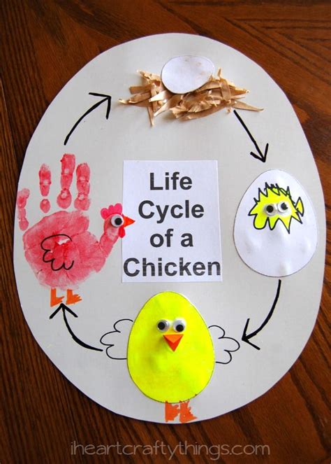 Life Cycle Of A Chicken Preschool Crafts Farm Theme Preschool