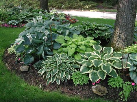 5 Tips To Grow Hostas Under Pine Trees Successfully The Garden Hows